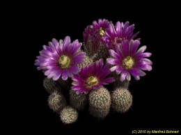 Echinocereus bonkerae 717